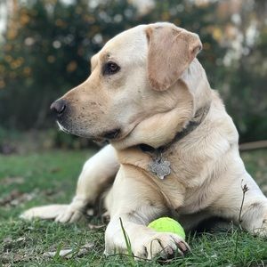 Meet your Posher, Morgan